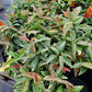 Trachelospermum asiaticum 'Tricolor' --Tricolor Asian Jasmine--