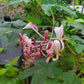 Lonicera x. americana --Pam's Pink Honeysuckle--