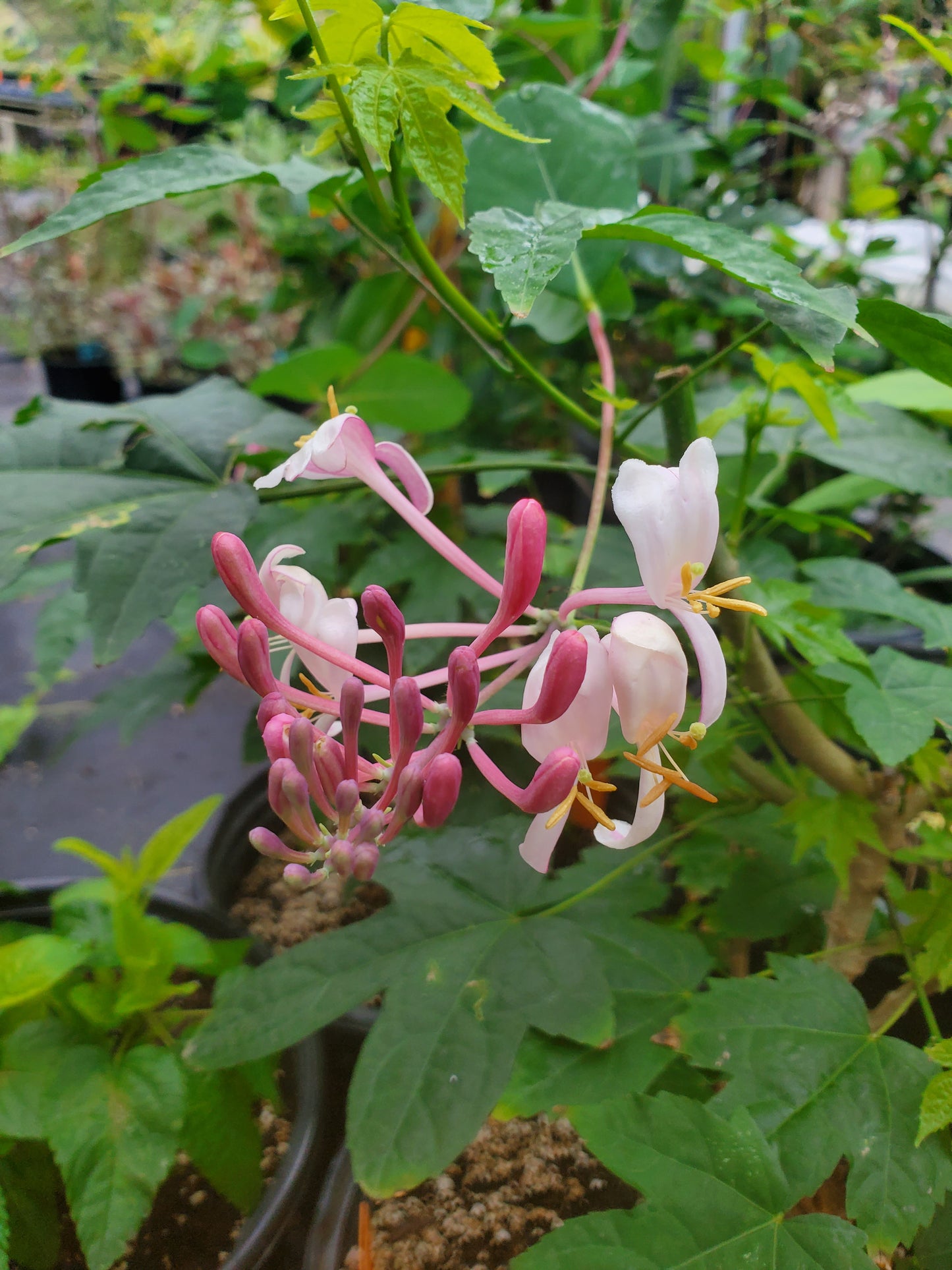 Lonicera x. americana --Pam's Pink Honeysuckle--