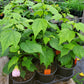 Abutilon x. roseus --Pink Flowering Maple--