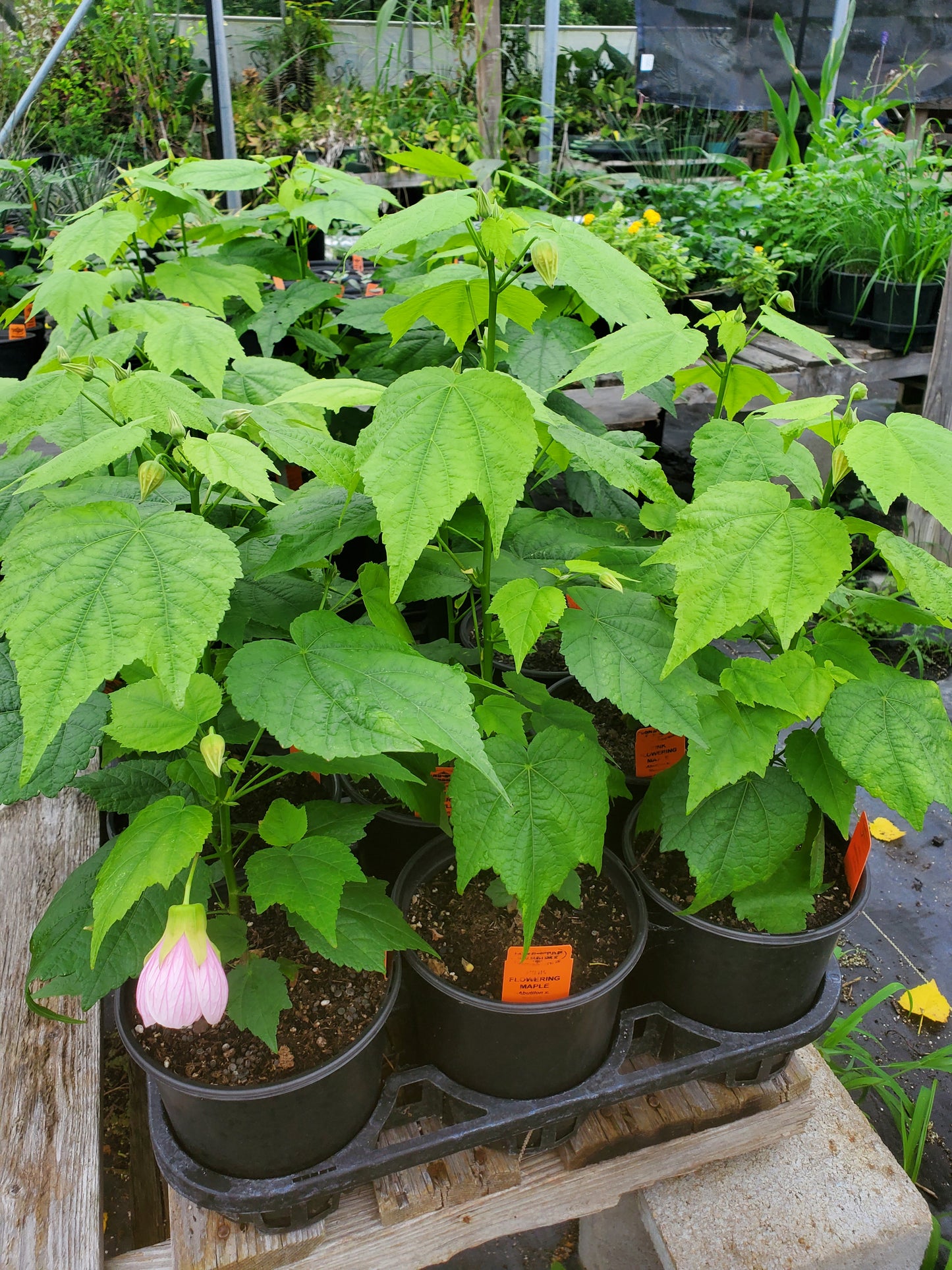 Abutilon x. roseus --Pink Flowering Maple--