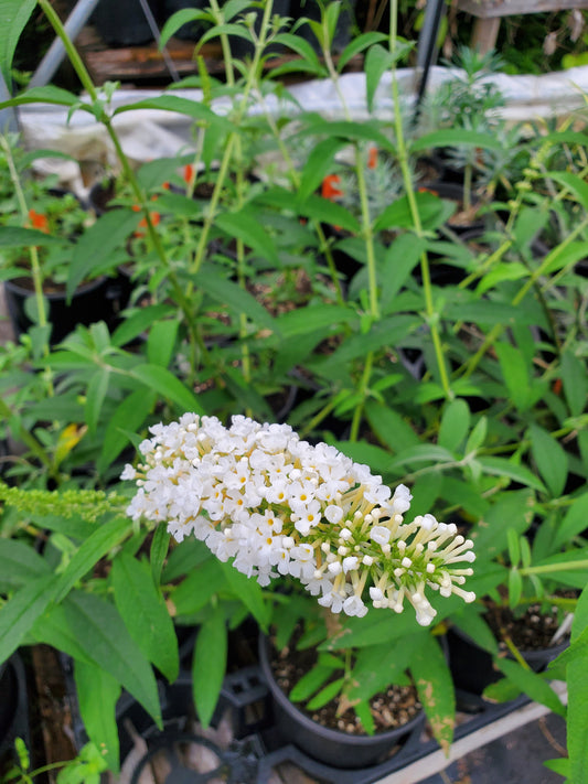 Buddleja davidii --White Butterfly Bush--