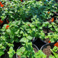 Lantana montevidensis --White Trailing Lantana--