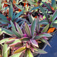 Rhoeo Spathacea --Tricolor Moses-in-the-Cradle--