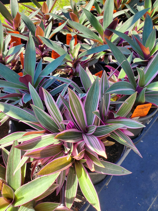 Rhoeo Spathacea --Tricolor Moses-in-the-Cradle--