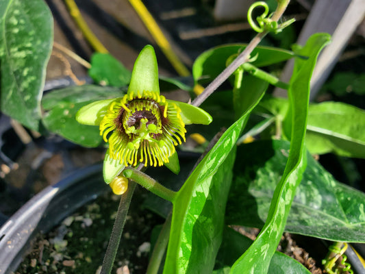 PASSIONFLOWER 'Batwing' --Passiflora coriacea--