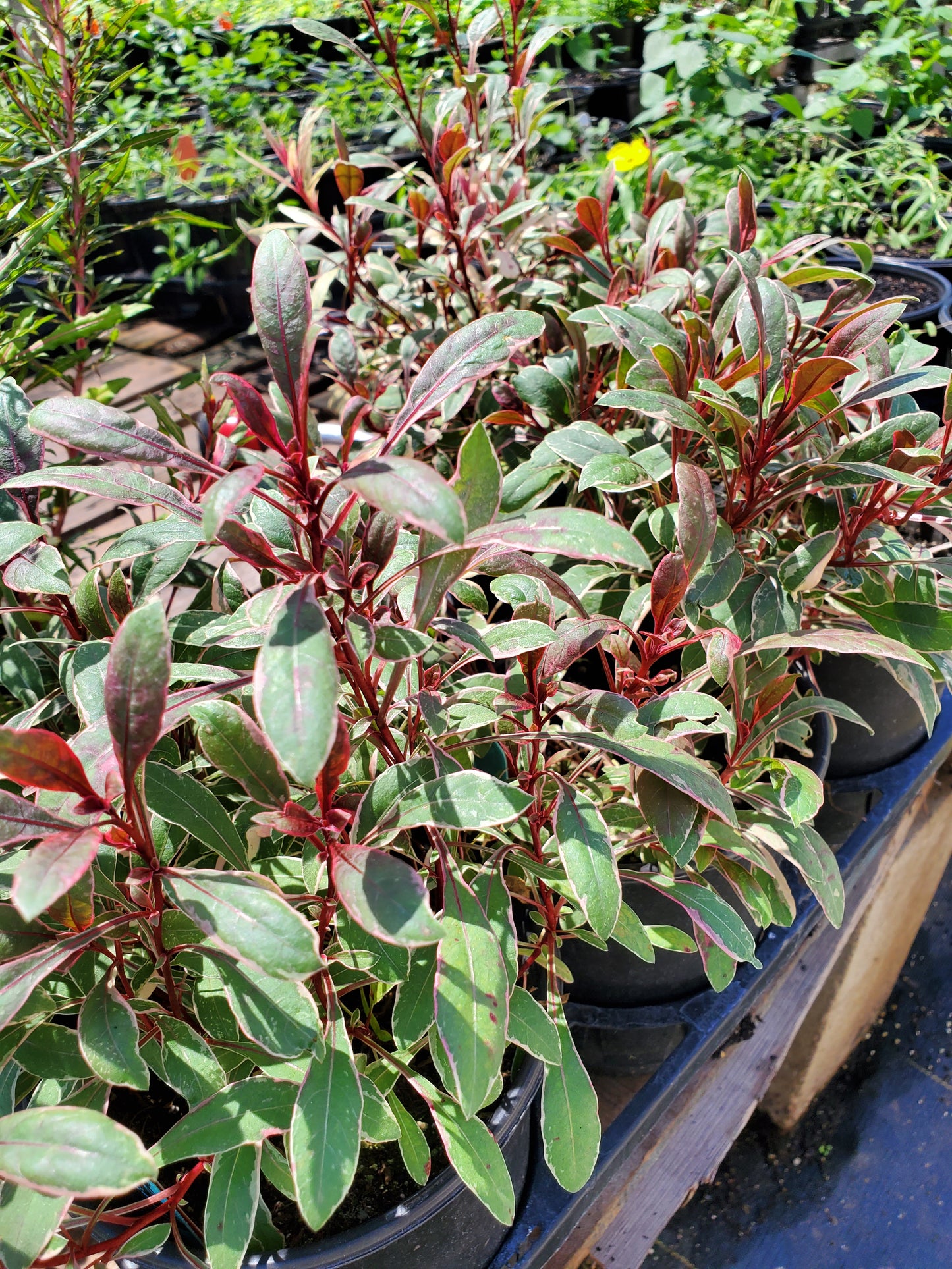 Gaura lindheimeri 'Rainbow'