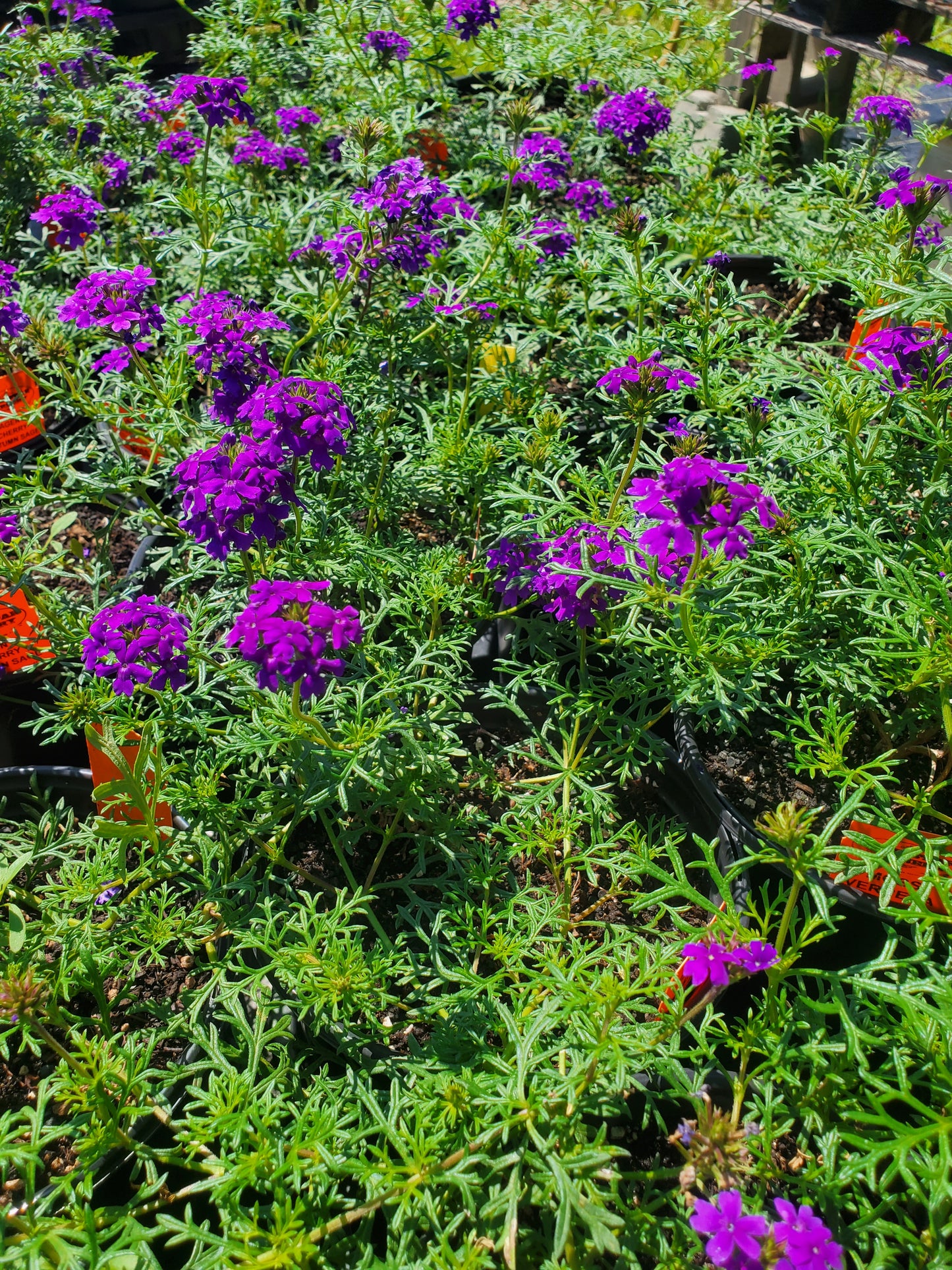 Verbena tenuisecta --Moss Verbena--