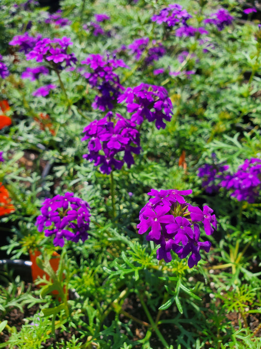 Verbena tenuisecta --Moss Verbena--