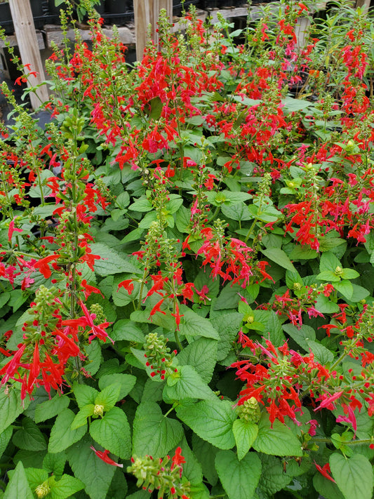 Salvia coccinea --Lady in Red Tropical Sage--