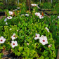 Pavonia hastata --Brazilian Rock Rose--