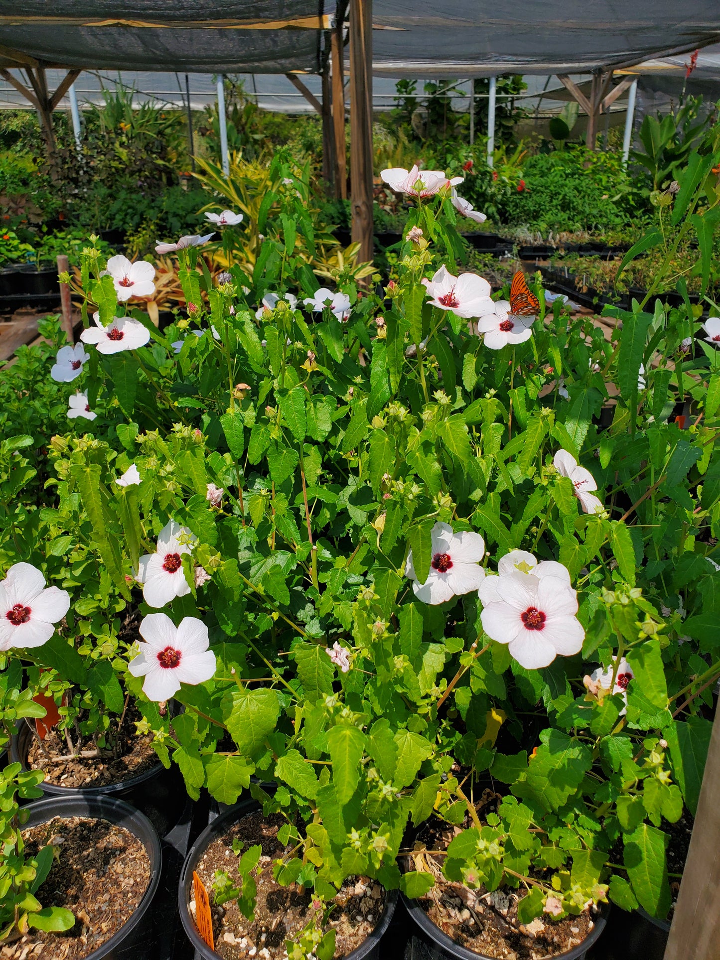 Pavonia hastata --Brazilian Rock Rose--