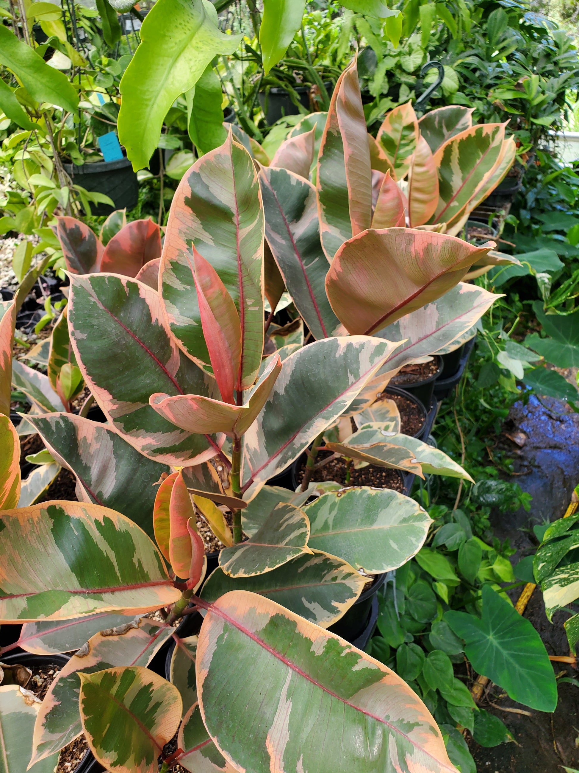 tricolor rubber tree Ficus elastica 'Ruby' --Variegated Rubber Tree--