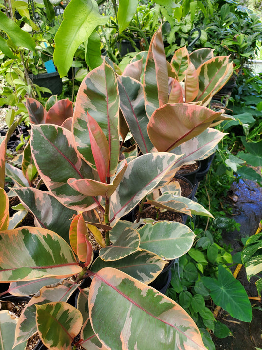 Ficus elastica 'Ruby' --Variegated Rubber Tree--