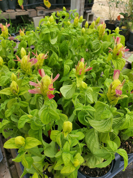 Justicia brandegeana --Fruit Cocktail Shrimp Plant--