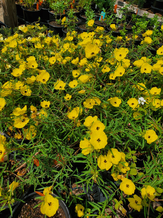 Calylophus berlandieri ssp. pinifolius --Berlandier's Black-Eyed Sundrops--