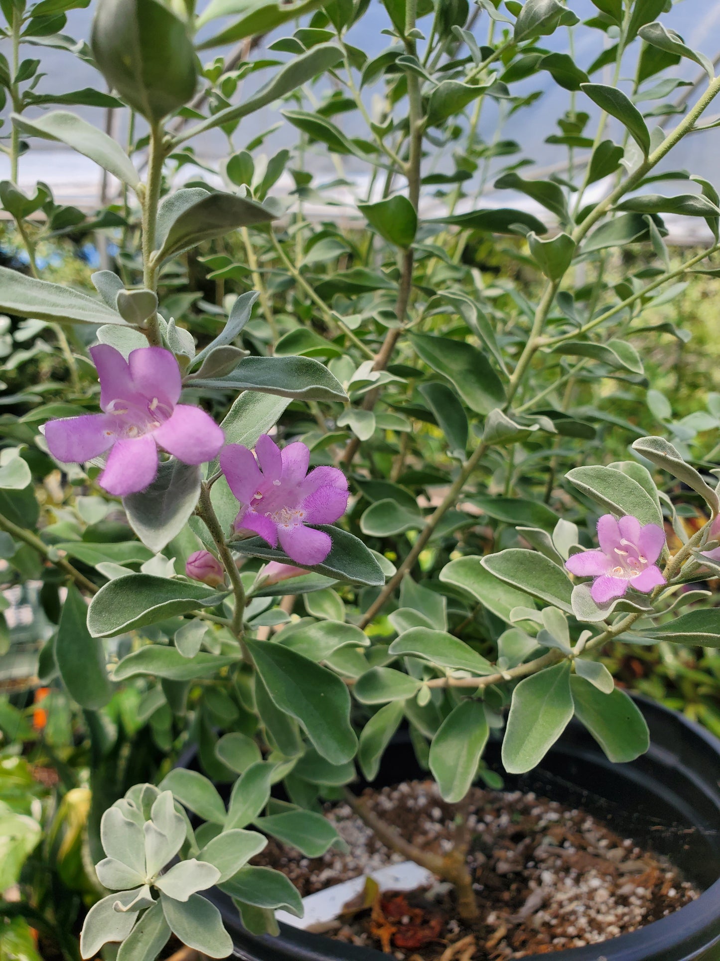 Leucophyllum frutescens --Compact Texas Sage--