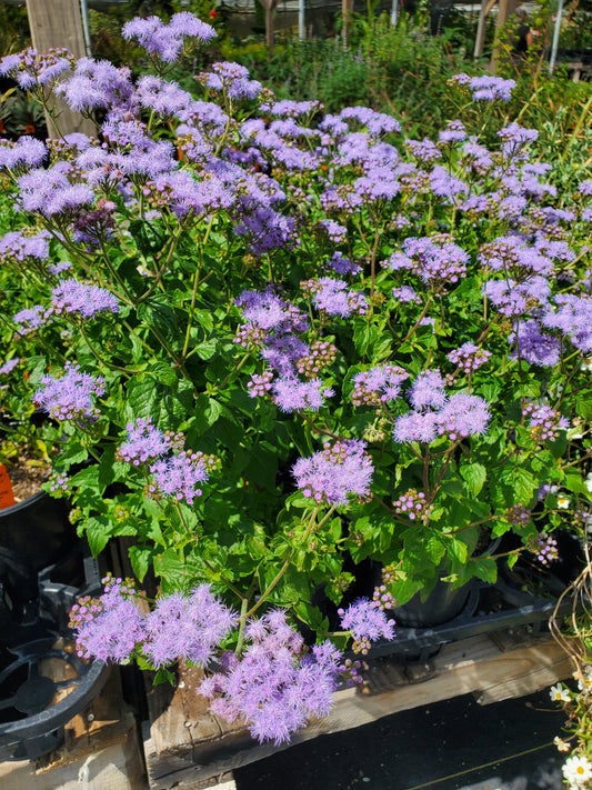 Conoclinium coelestinum --Mistflower--