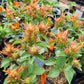 Justicia fulvicoma --Orange Shrimp Plant--