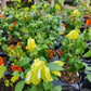 Justicia brandegeana --Lemon Sorbet Shrimp Plant--