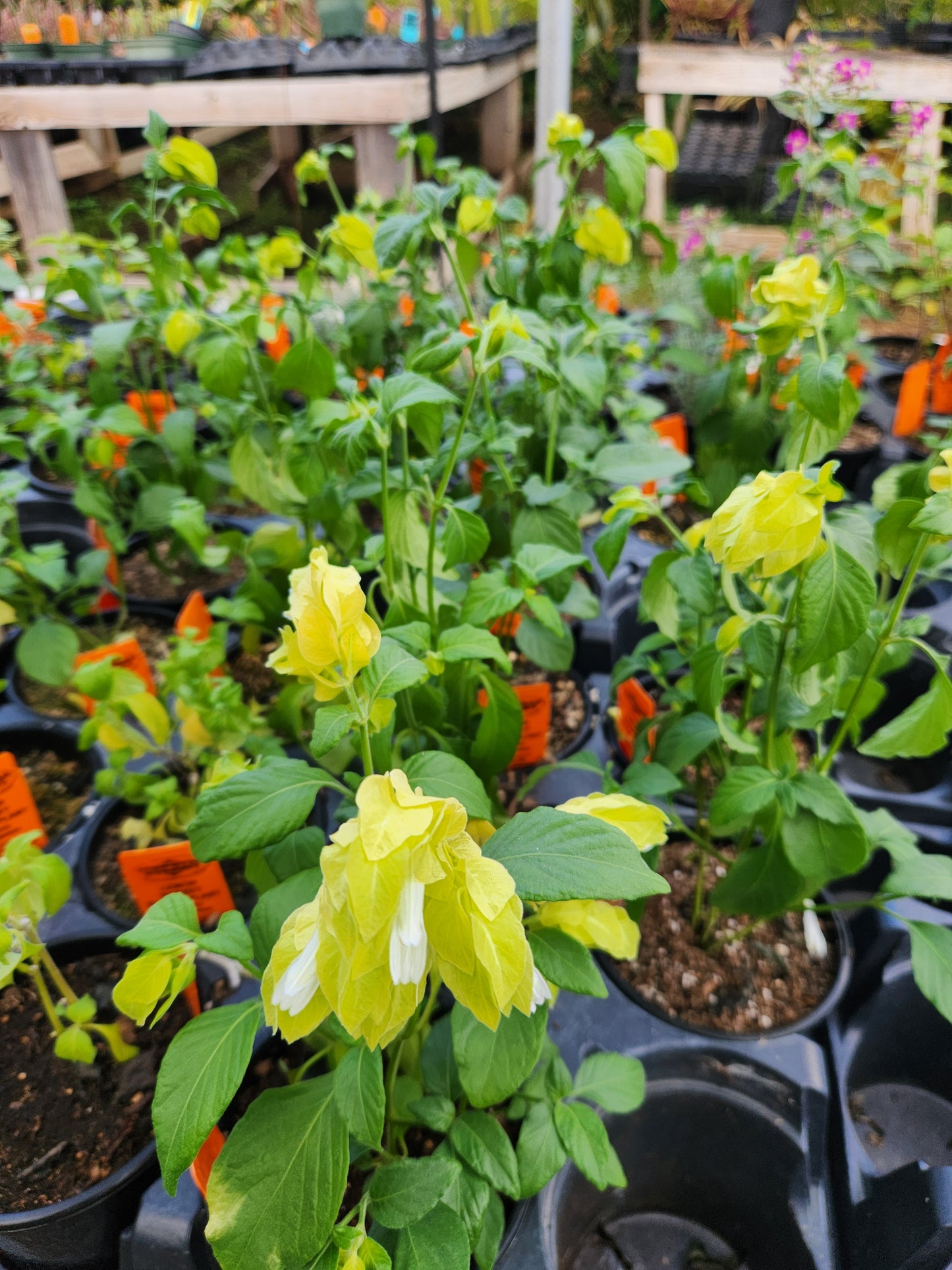 Justicia brandegeana --Lemon Sorbet Shrimp Plant--