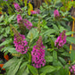 Buddleja davidii --Dwarf Pink Butterfly Bush--