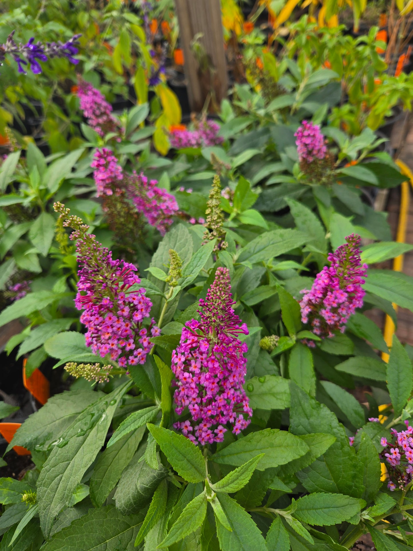 Buddleja davidii --Dwarf Pink Butterfly Bush--