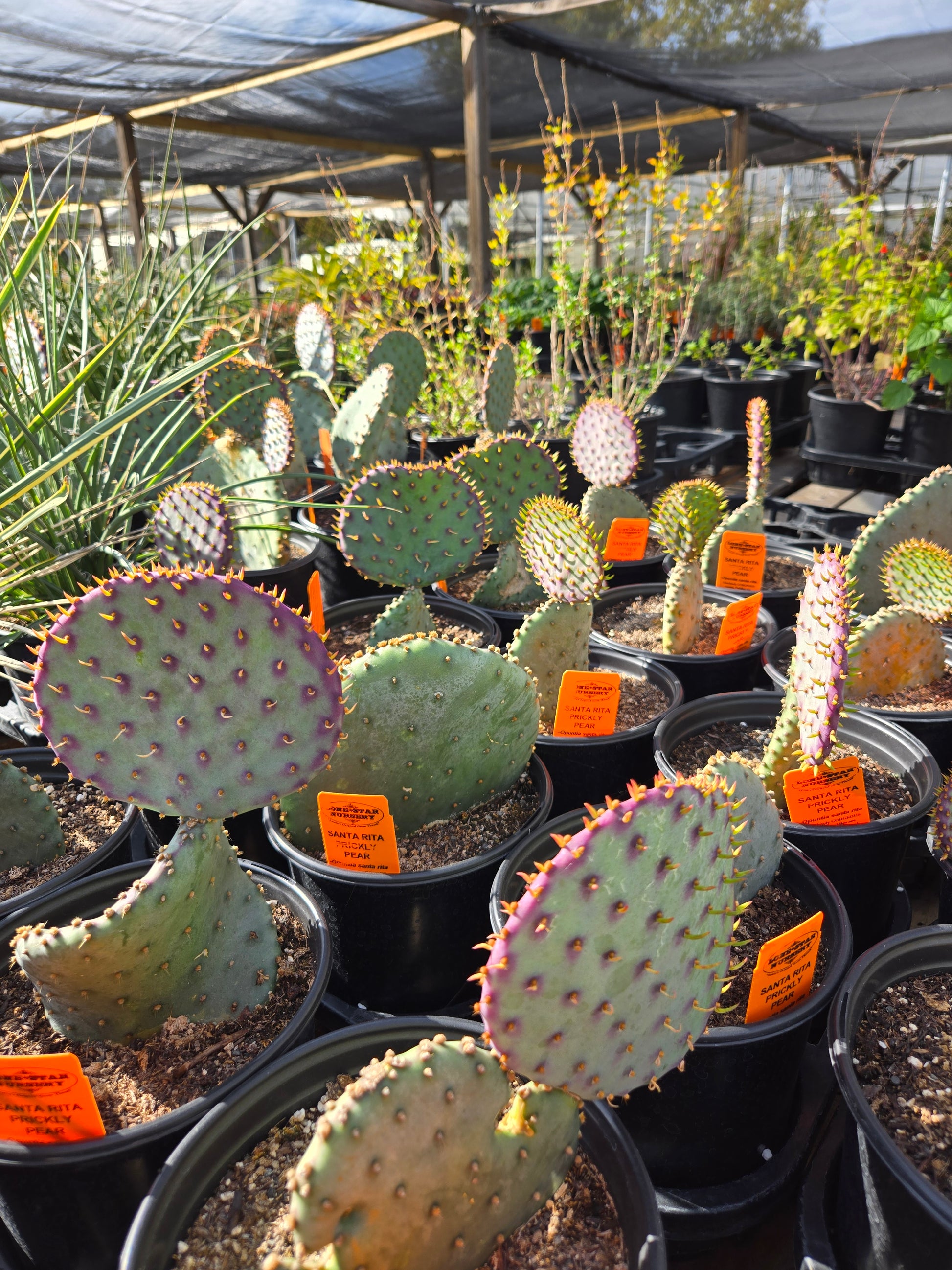 prickly pear cactus price Opuntia santa rita --Santa Rita Prickly Pear--