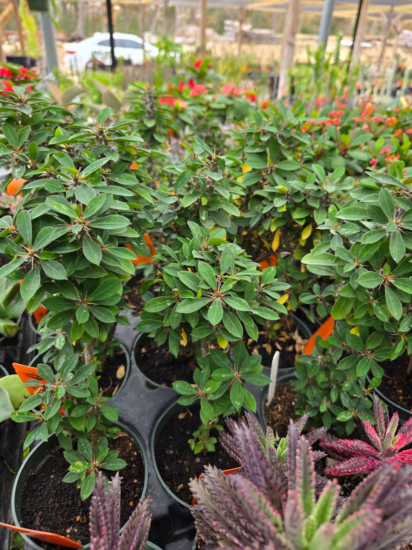 Euphorbia milii --Dune Crown of Thorns--