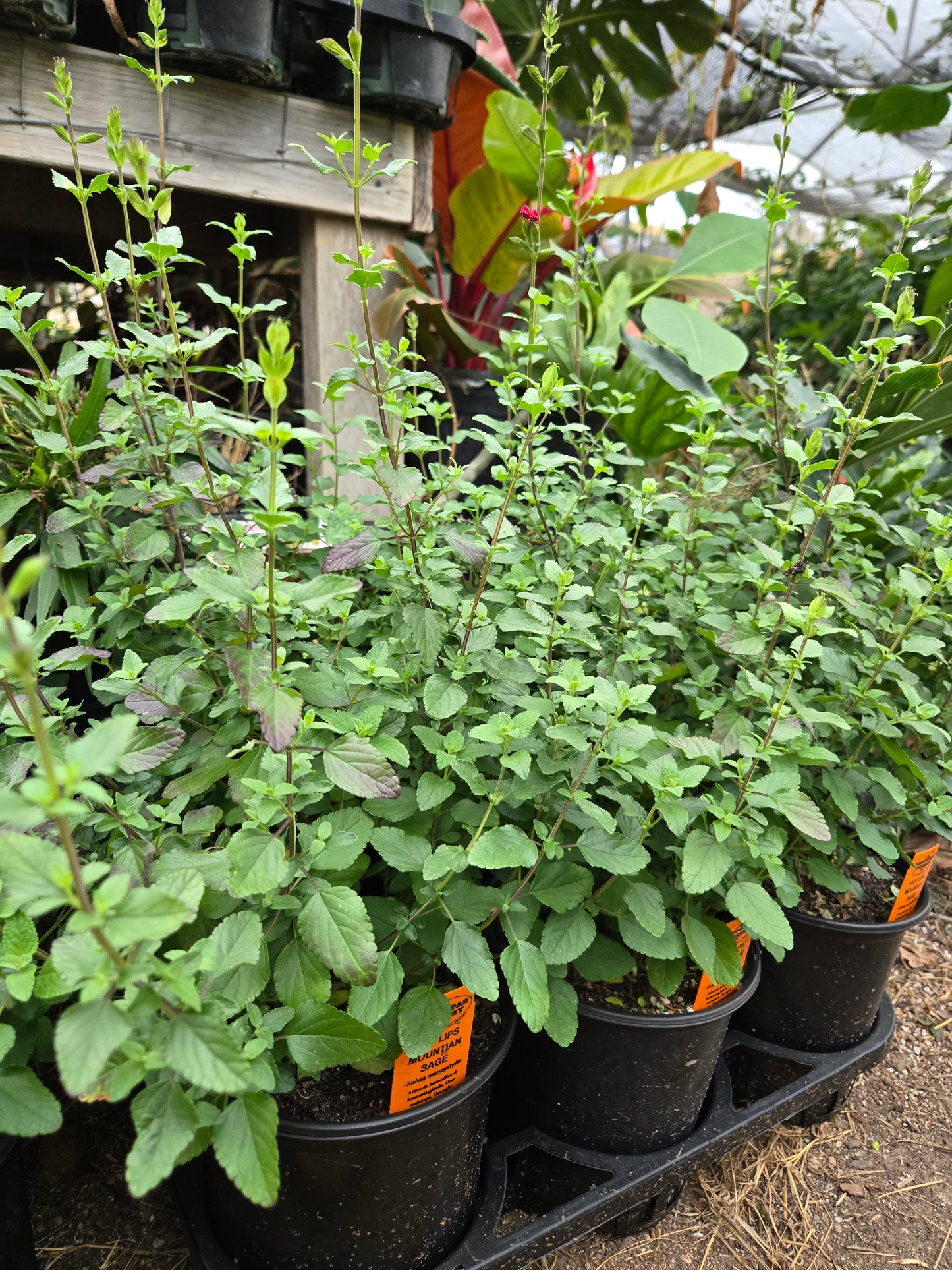 Salvia microphylla --Hot Lips Mountain Sage--