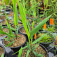 Chasmanthium latifolium --Inland Sea Oats--