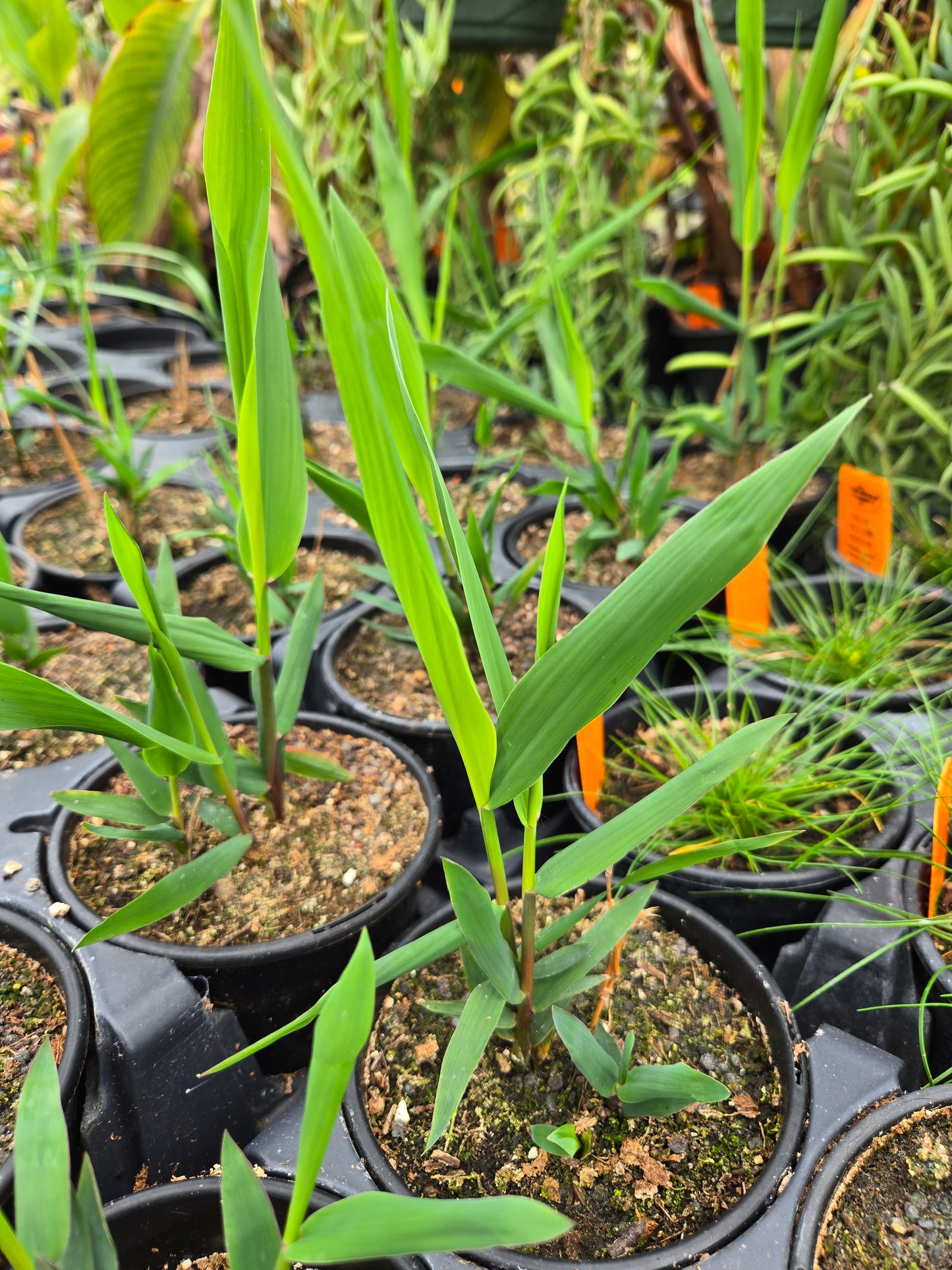 Chasmanthium latifolium --Inland Sea Oats--