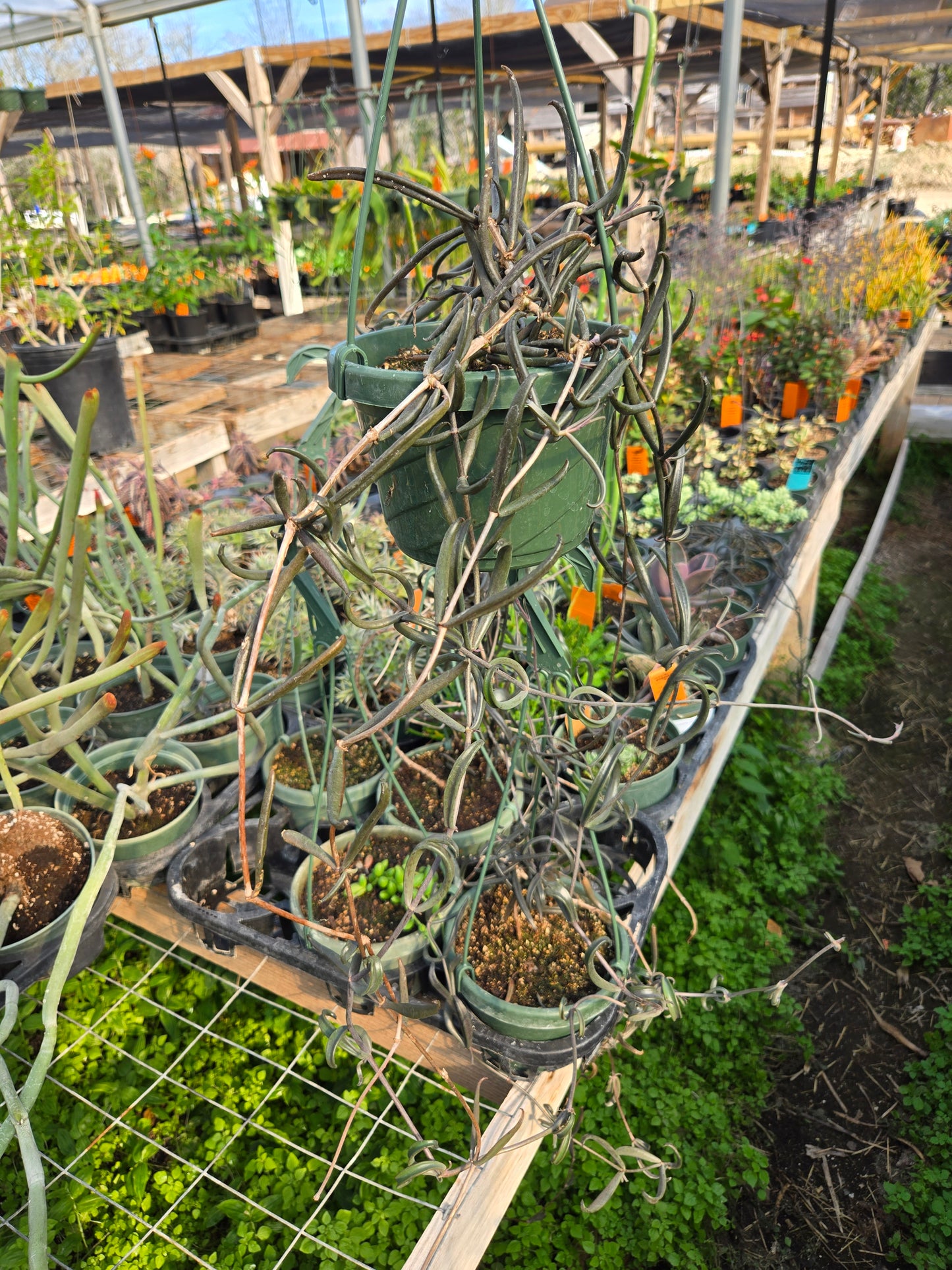 Kalanchoe beauverdii --Widow's Thrill--