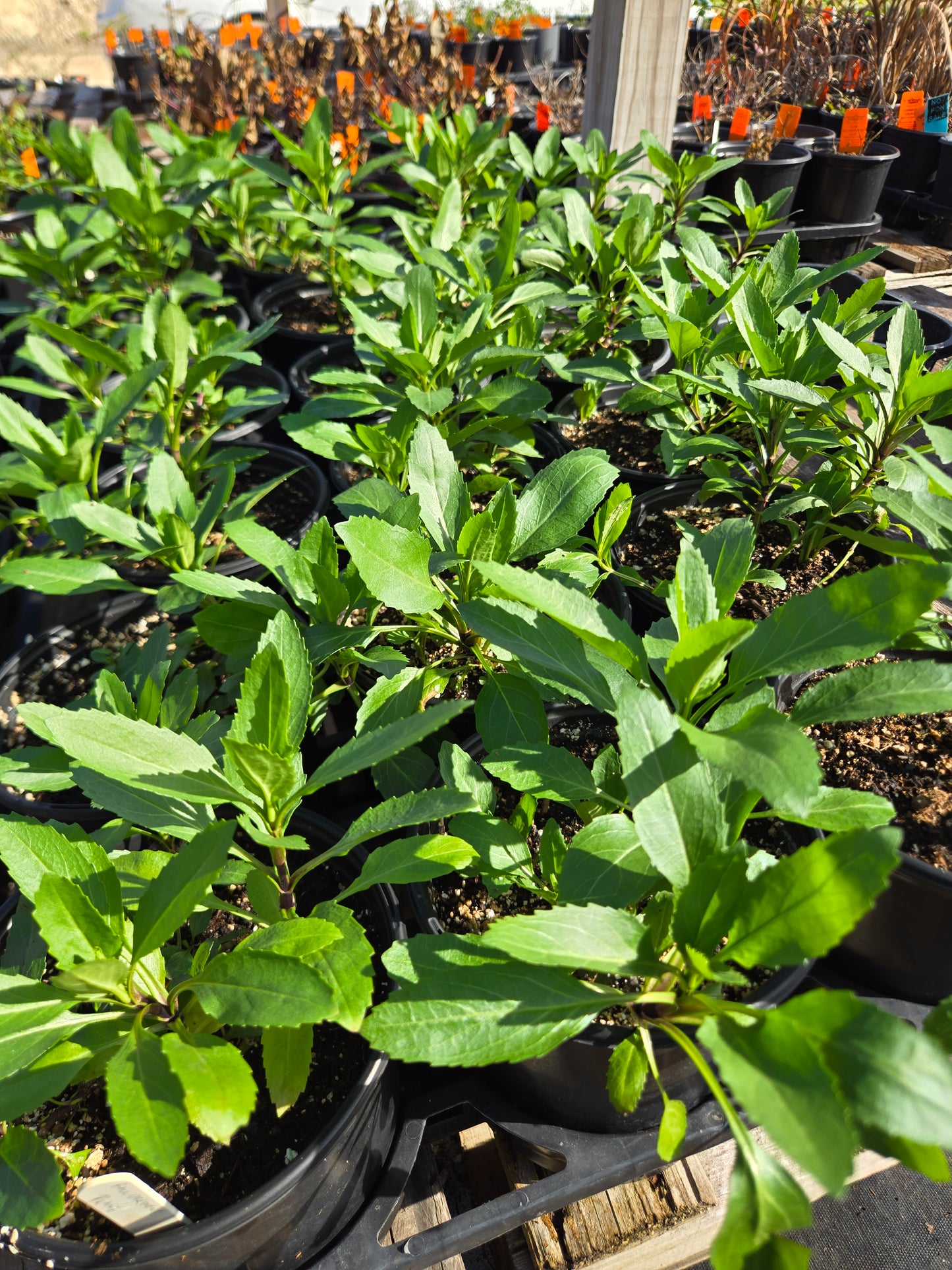 Physostegia virginiana --Fall Obedient plant--