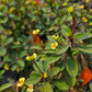 Euphorbia milii --Dune Crown of Thorns--