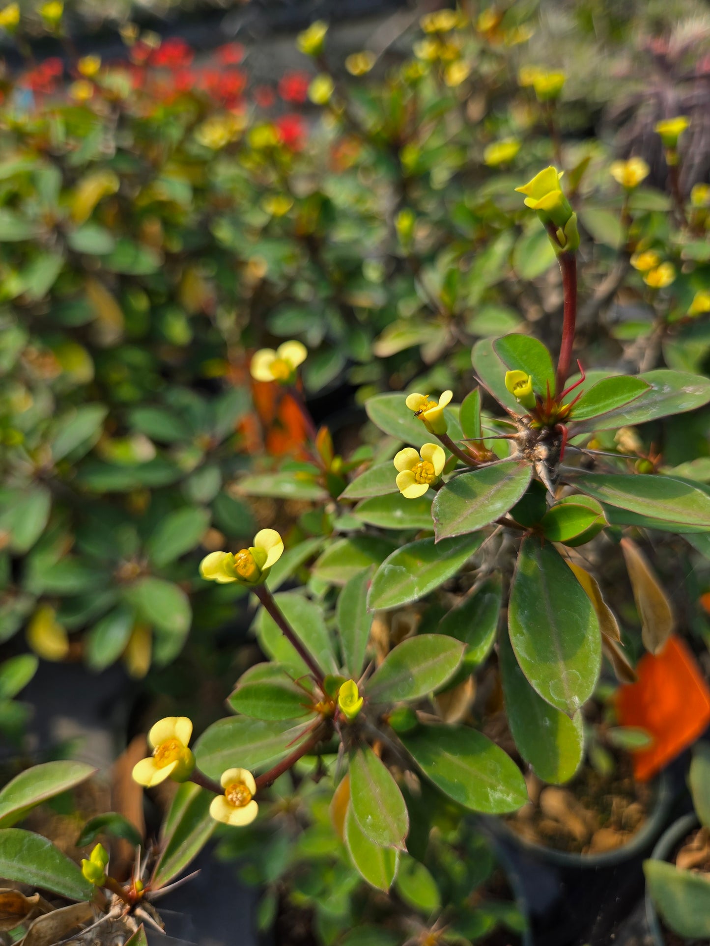 Euphorbia milii --Dune Crown of Thorns--