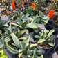 Pleiospilos compactus --Split Rock Mimicry Plant--