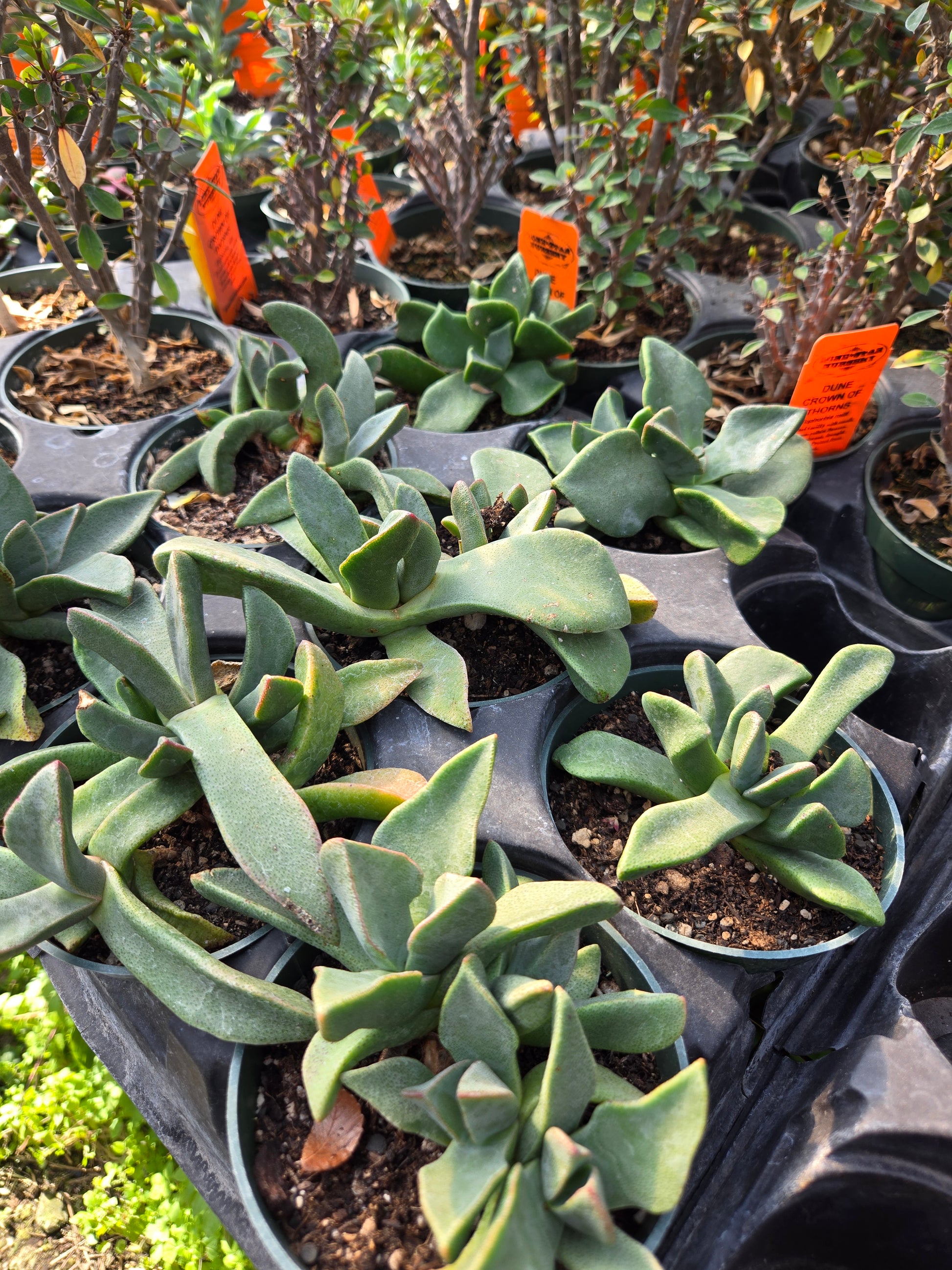 mimicry succulent Pleiospilos compactus --Split Rock Mimicry Plant--