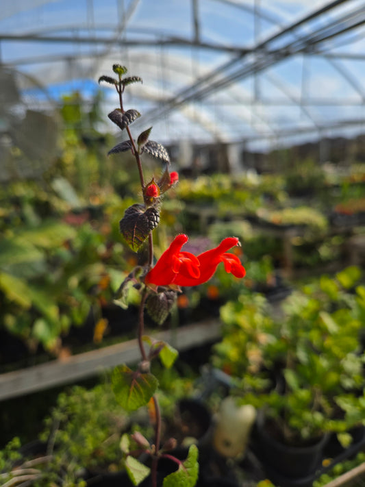 Salvia disjuncta --Southern Mexico Sage--