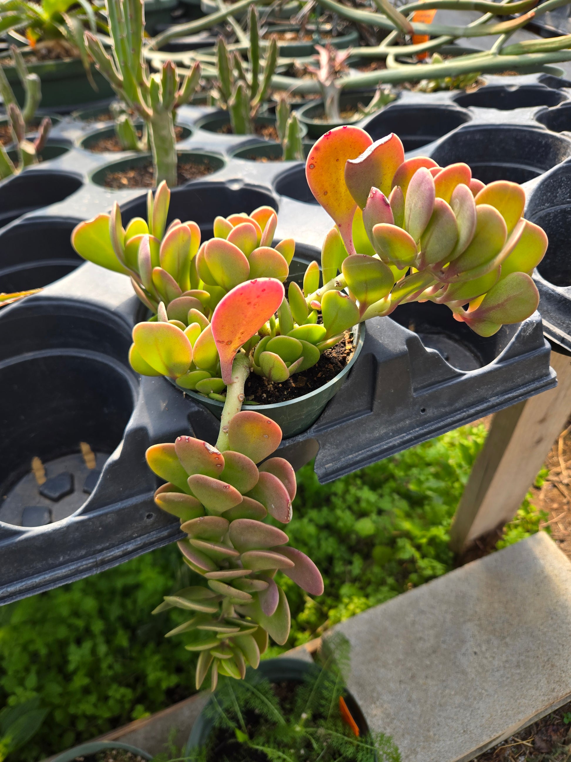 senecio verde fingers succulent plant Senecio jacobsenii --Trailing Jade--