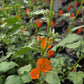 Sphaeralcea ambigua --Apricot Globemallow--