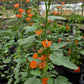 Sphaeralcea ambigua --Apricot Globemallow--