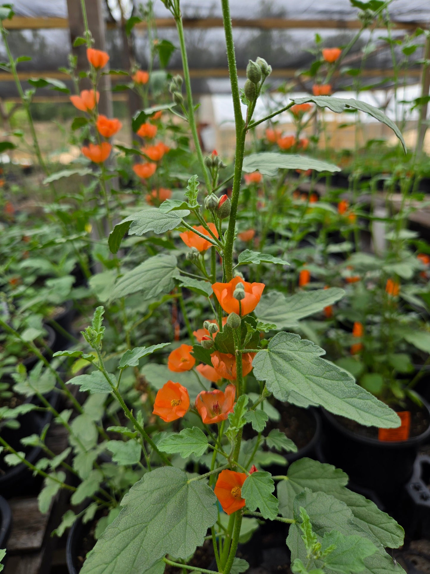 Sphaeralcea ambigua --Apricot Globemallow--