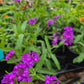 Verbena rigida --Sandpaper Verbena--