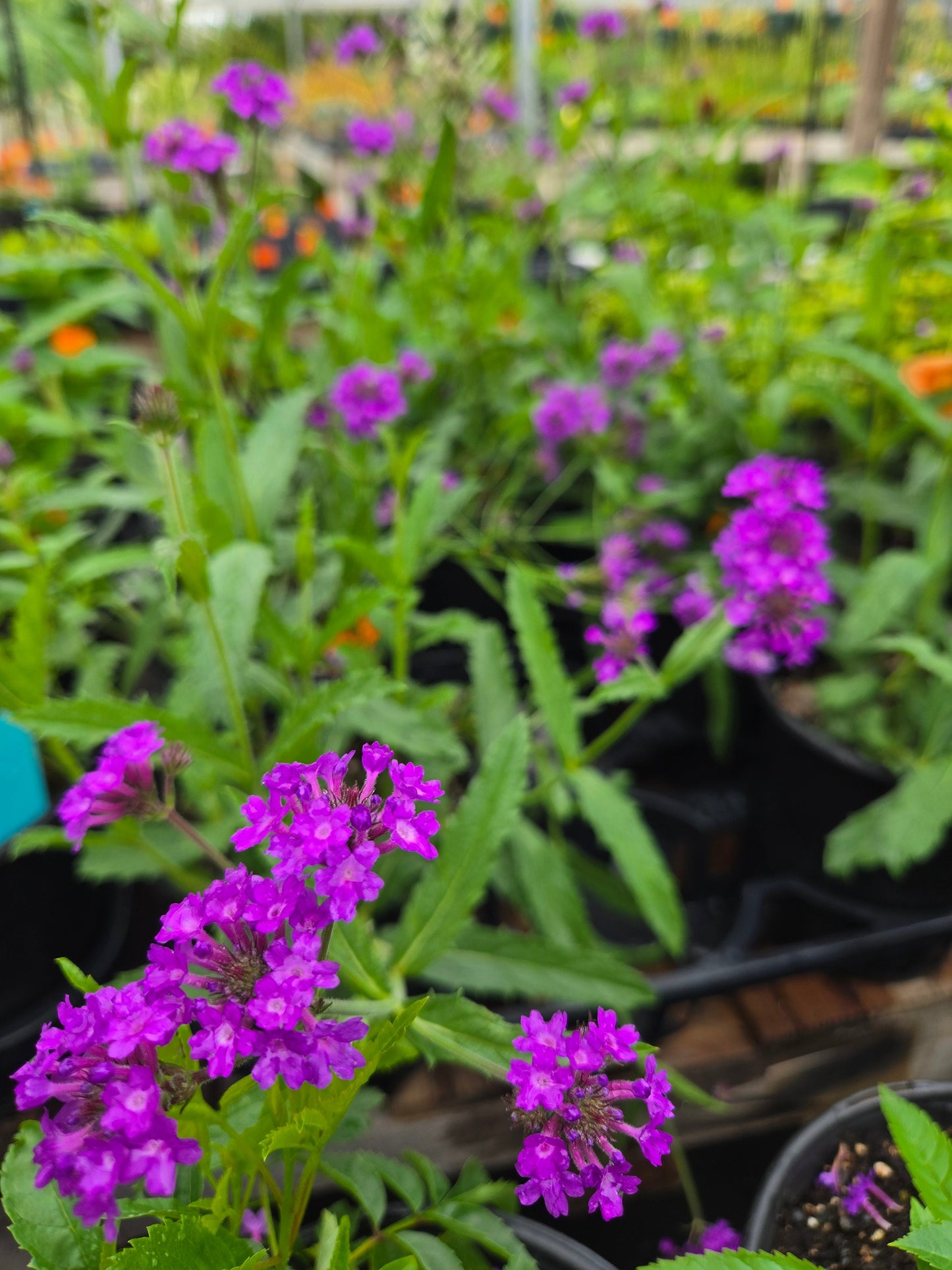 Verbena rigida --Sandpaper Verbena--