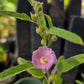 Sphaeralcea angustifolia --Narrowleaf Globemallow--