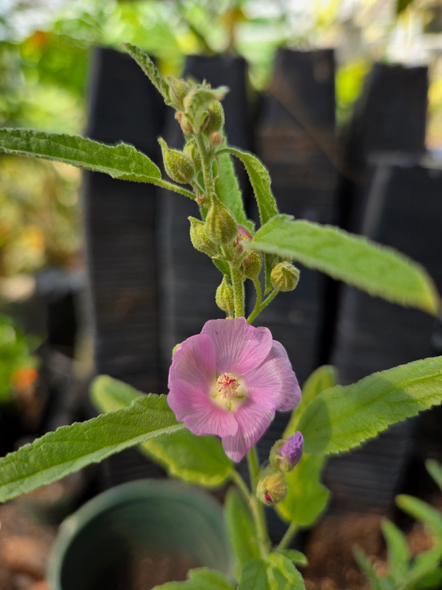 Sphaeralcea angustifolia --Narrowleaf Globemallow--