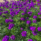 Verbena tenuisecta --Moss Verbena--