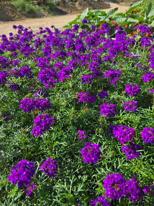 Verbena tenuisecta --Moss Verbena--