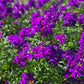 Verbena tenuisecta --Moss Verbena--
